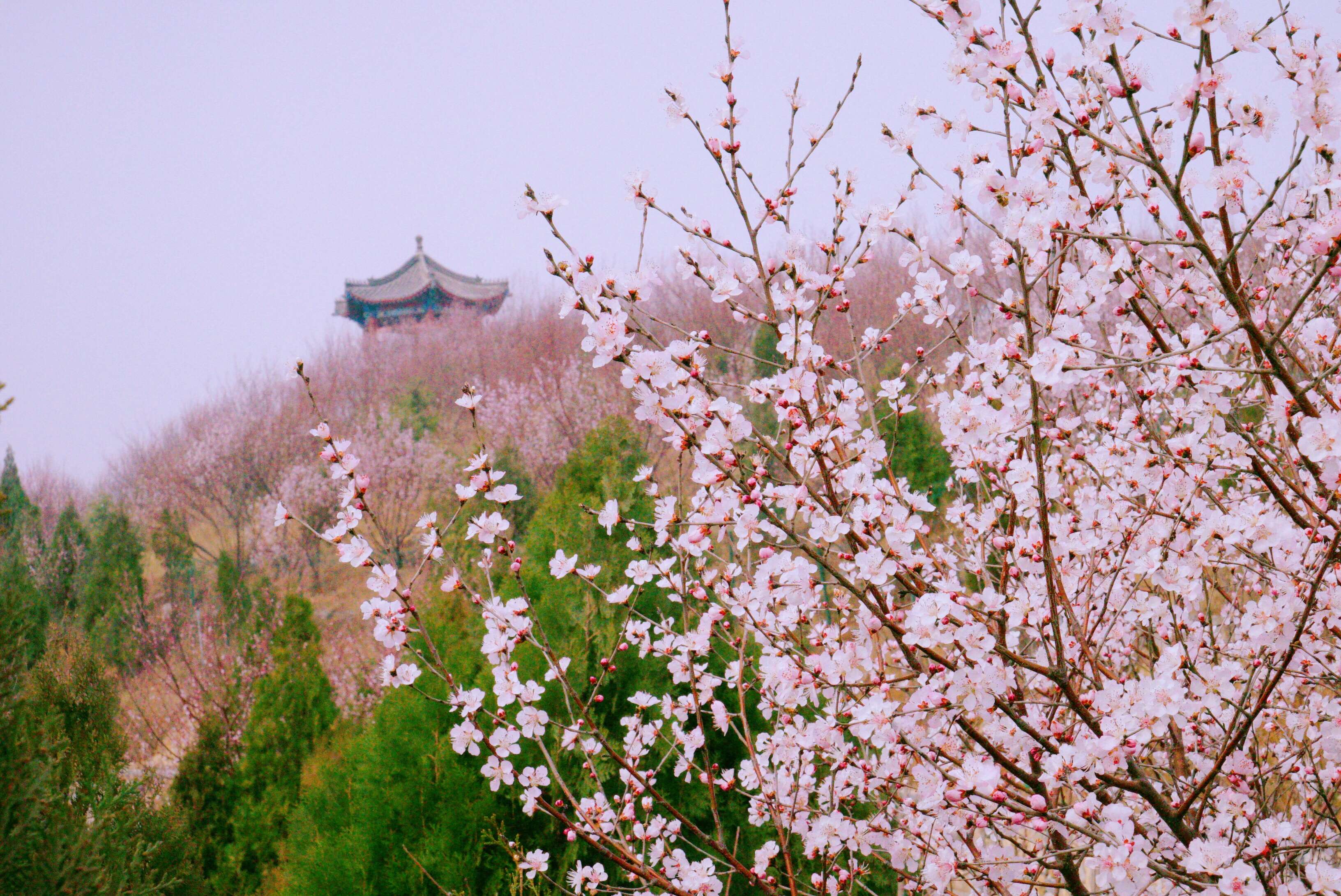 安阳昆玉山桃花节图片