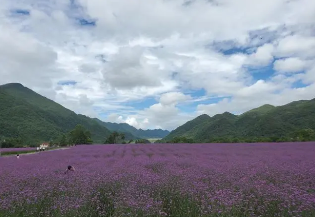 红池坝花海图片