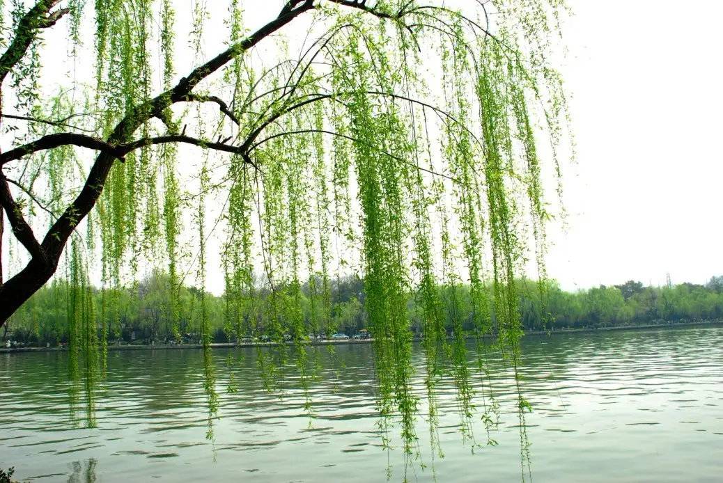 岁时草木记⑨|感伤不悲伤 春天的柳树不止依依垂地一种