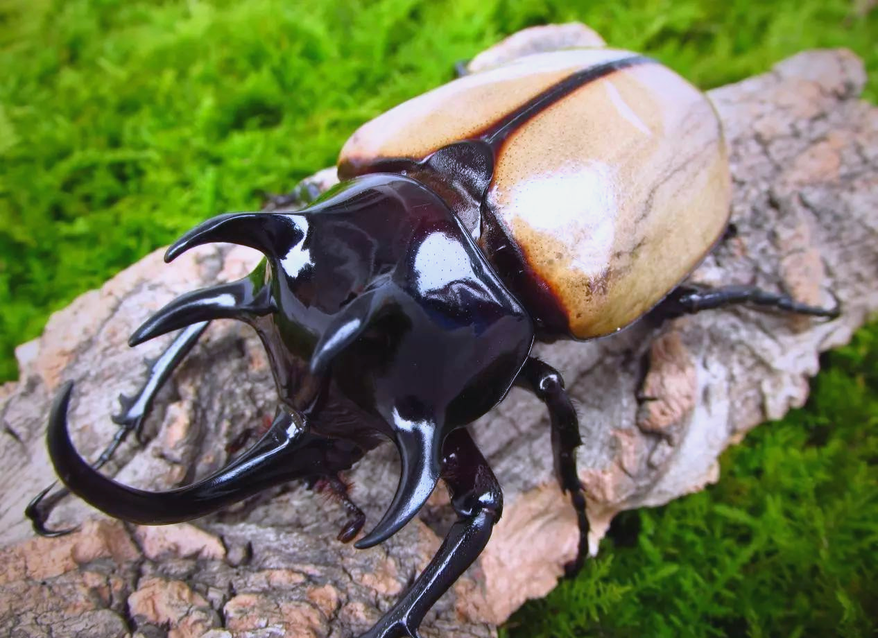 探索多样甲虫世界:你能认识几种?