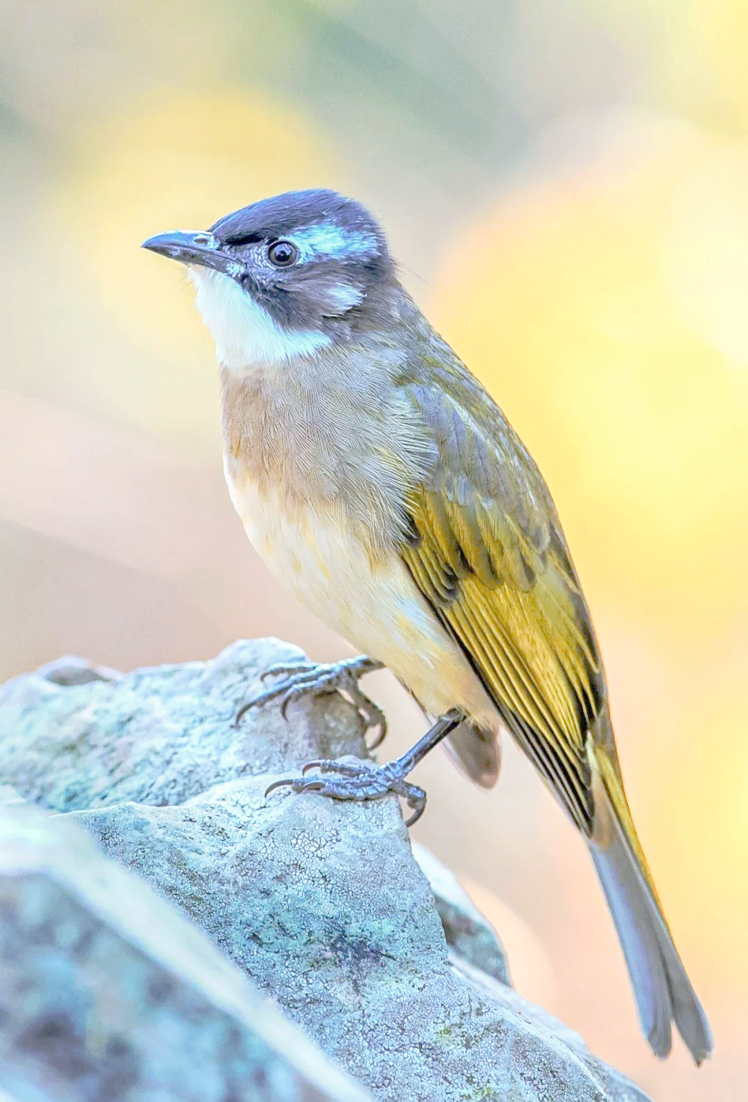 探秘山上的多彩鸟类世界