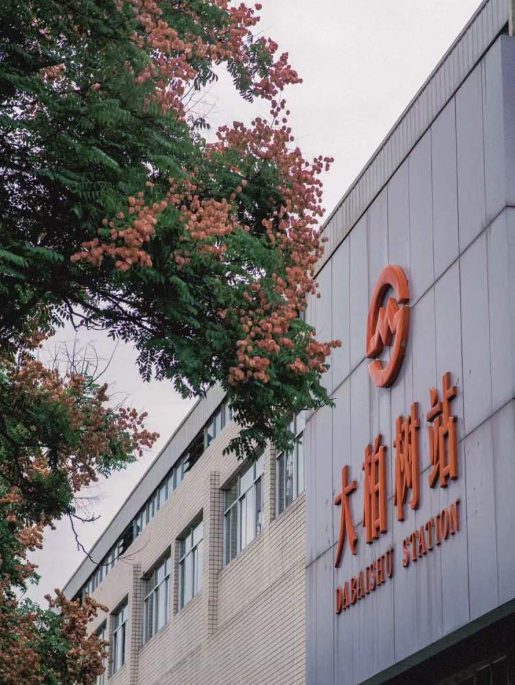 轨交3号线大柏树站迎来拍照高光时刻,观赏期可持续到月底