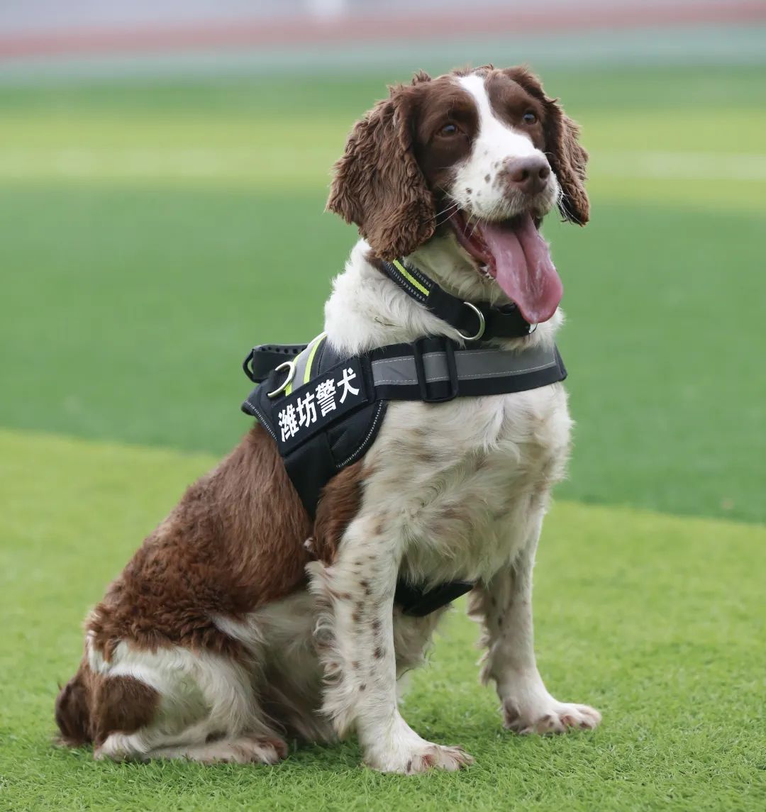 中国警犬品种图片