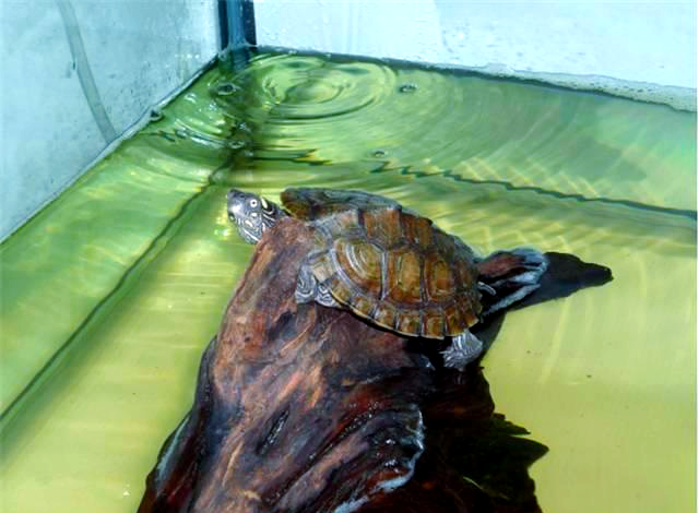 探索德州地图龟:水龟系列中的一种温顺宠物