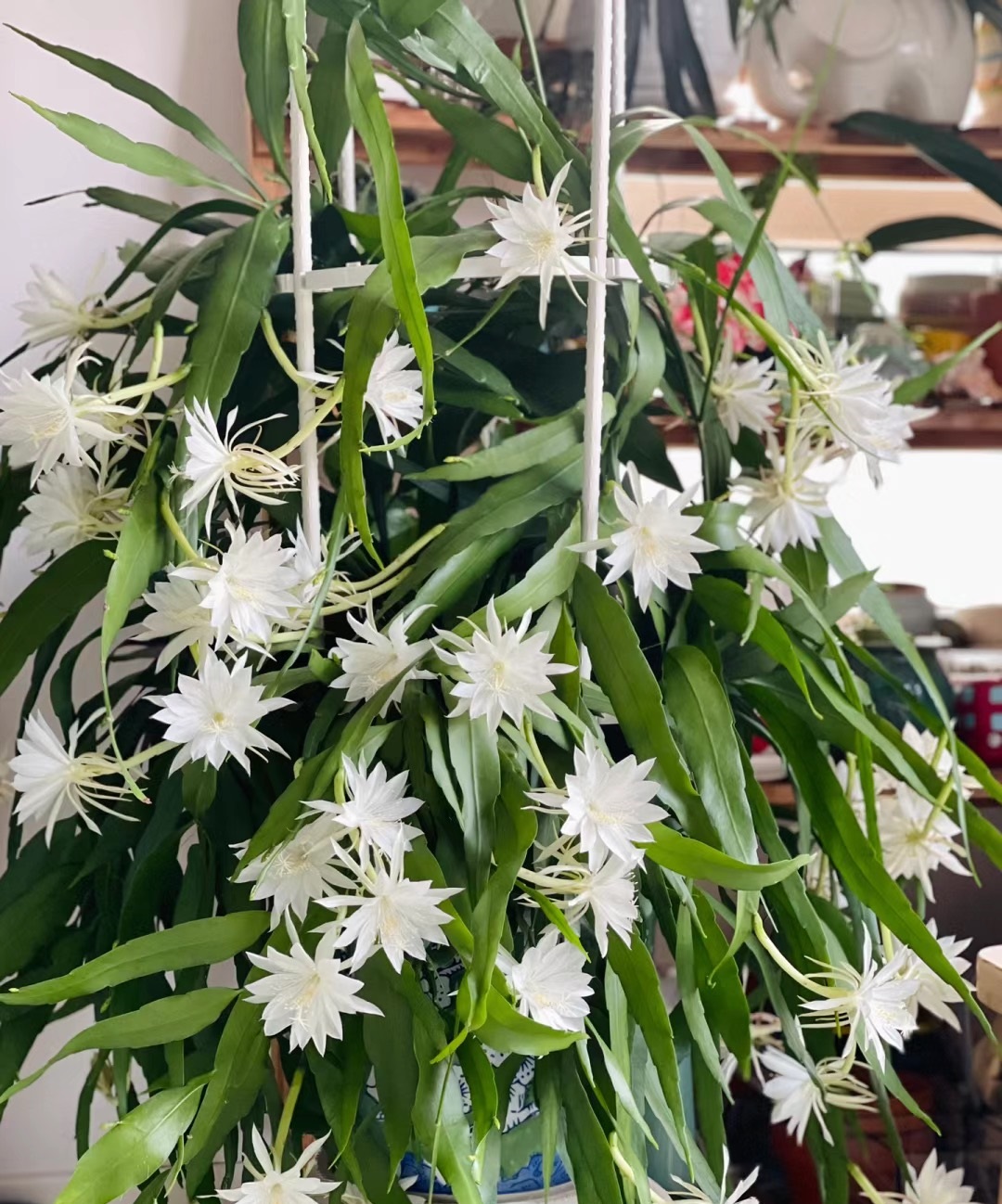 一种无刺的仙人掌,颜值奇高,香气怡人,多季绽放,深受花友欢迎