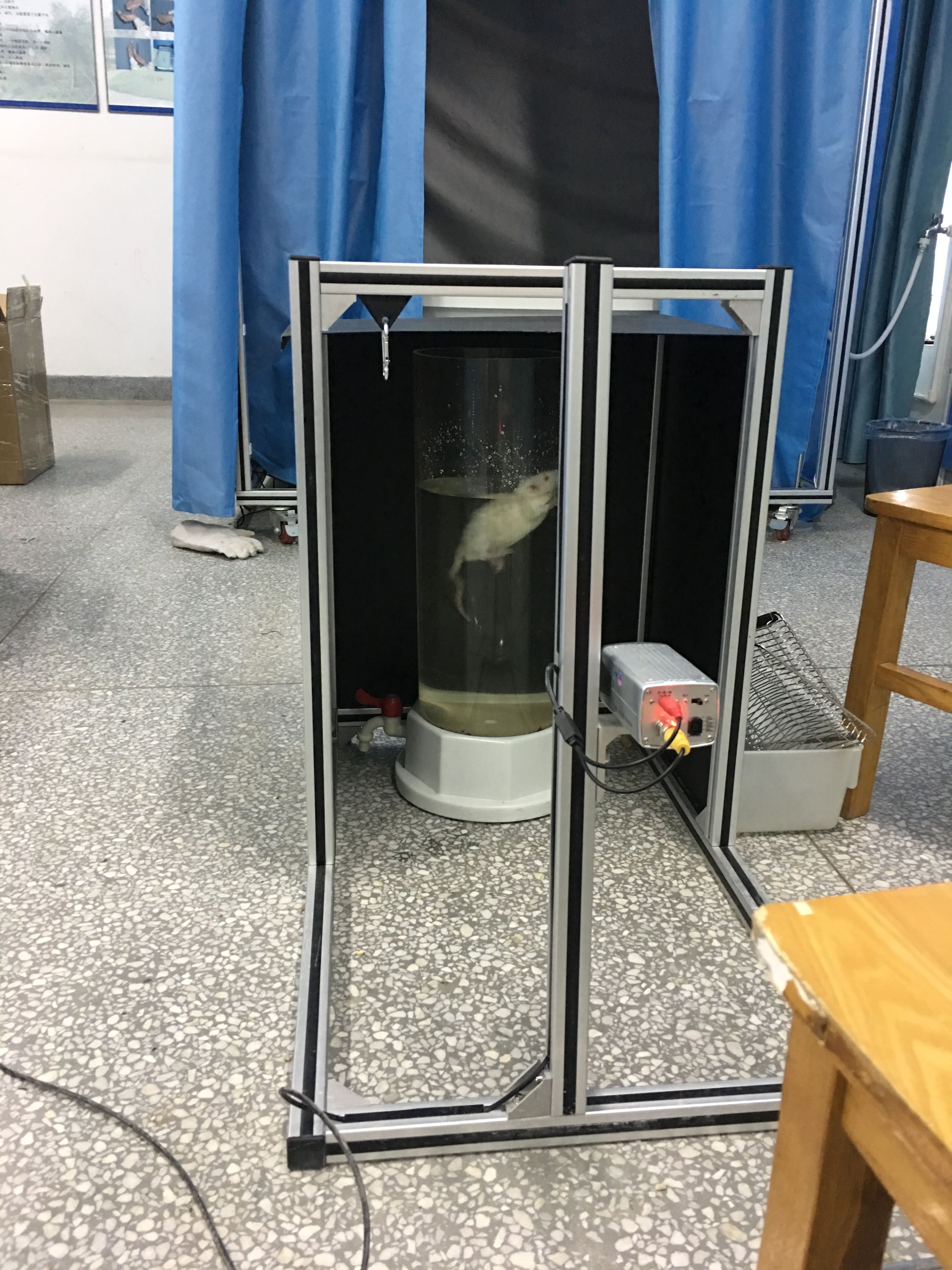 强迫游泳实验分析系统,手把手教你学强迫游泳实验方法步骤