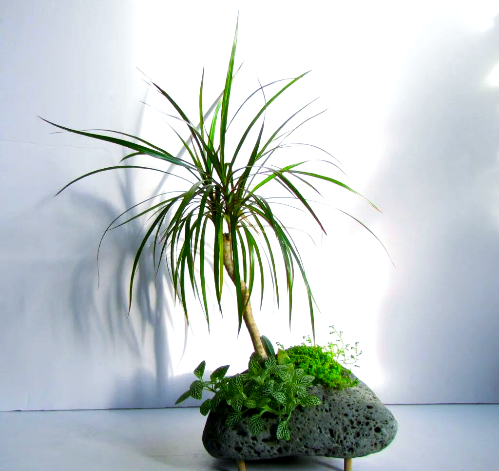 防辐射植物及其独特功效和养护指南