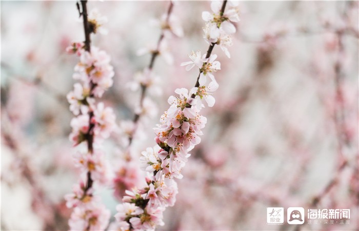 东营区喜迎早春 花儿争相开放