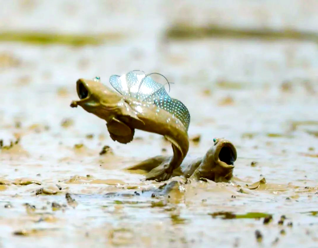 弹涂鱼:离水生存的神奇鱼种揭秘