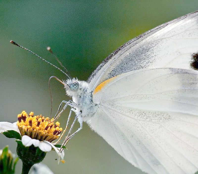 身边的昆虫探秘:白蝴蝶的美丽与困扰
