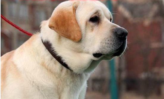 纯种拉布拉多幼犬,品相分析要点