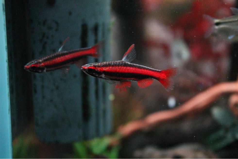 "核潜艇级"火焰铅笔鱼,别看小喜独居,霸气漂亮,值得大家拥有