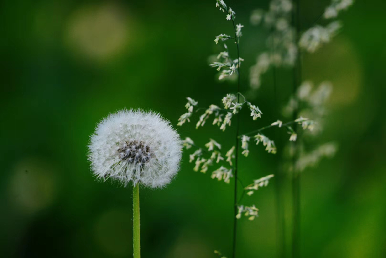 实拍:雨过天晴后的地坛公园,百花争艳(图)