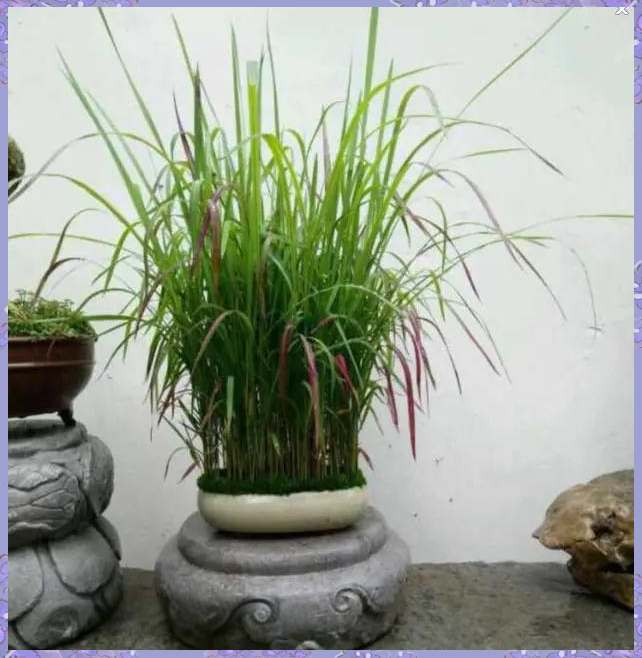 植物界的独特瑰宝:血茅的魅力探索