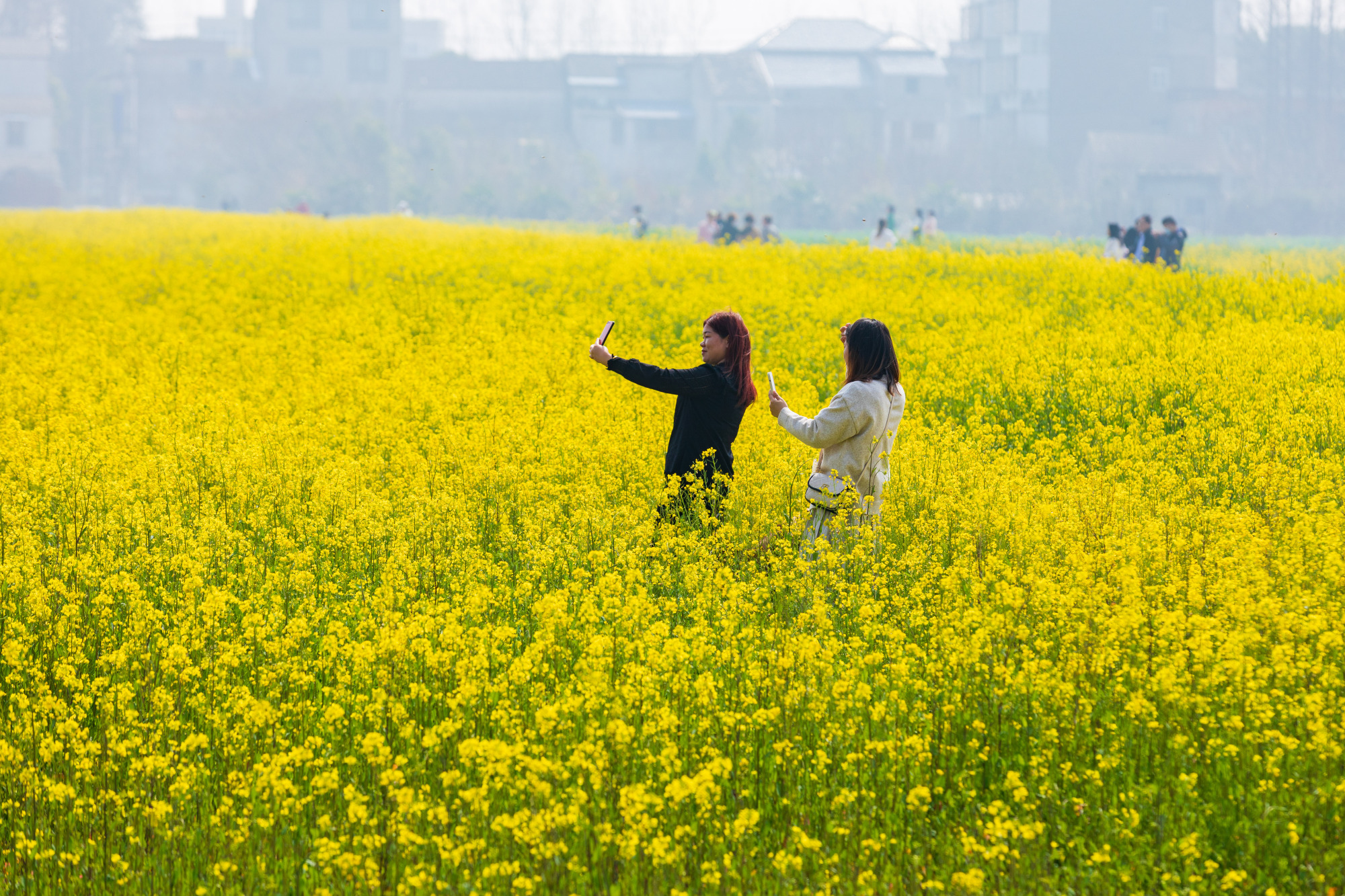 武汉蔡甸万亩油菜花迎春绽放