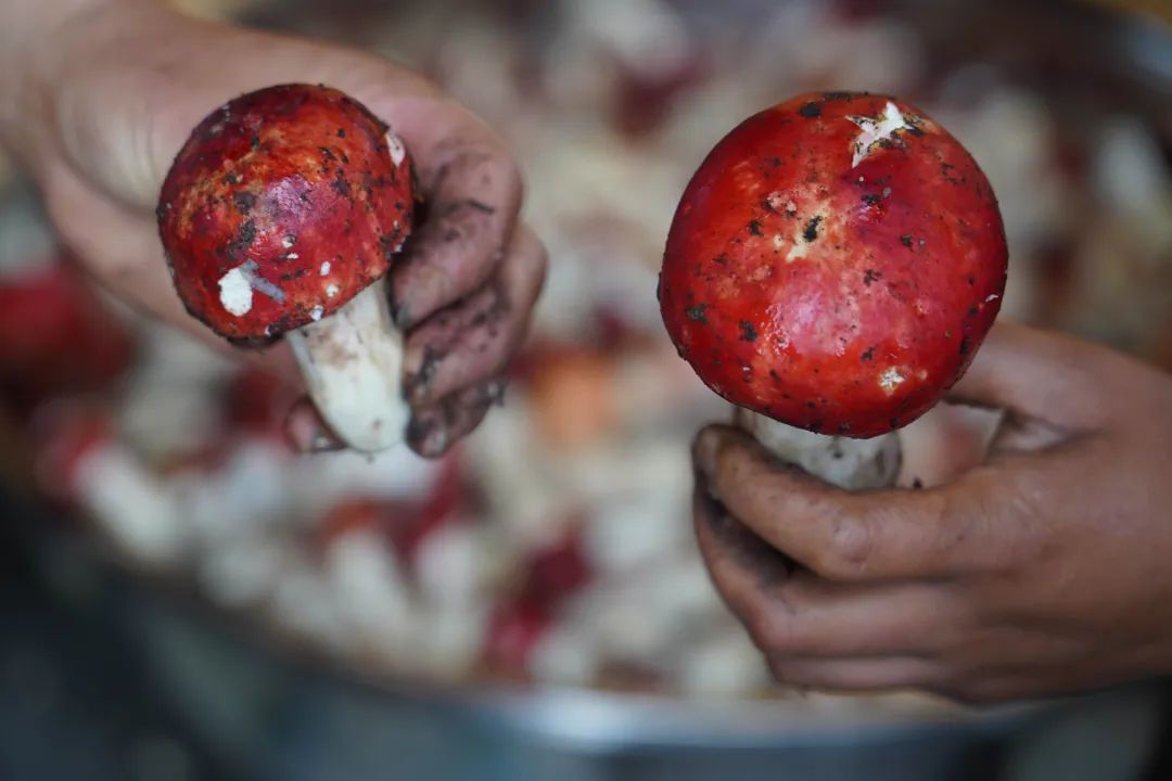 来保山品尝妖艳红菌子,给你视觉和味觉的双重惊艳