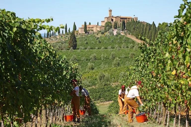 班菲酒庄castello banfi,13次被评为"意大利最佳酒庄"