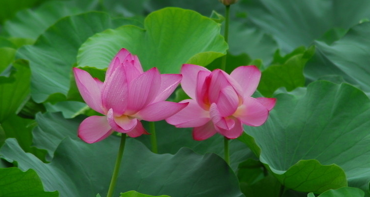 澳门的市花(水莲花是澳门的市花)