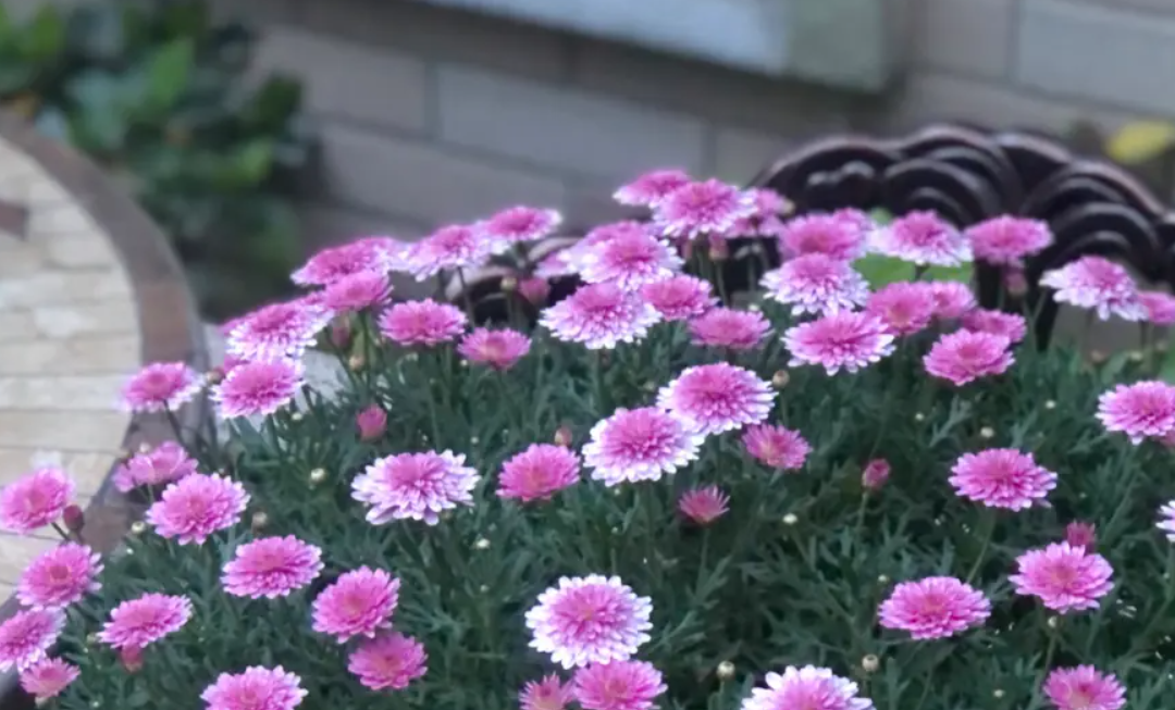 重瓣粉花茴蒿菊怎么养?重瓣粉花茴蒿菊的养殖方法和注意事项!