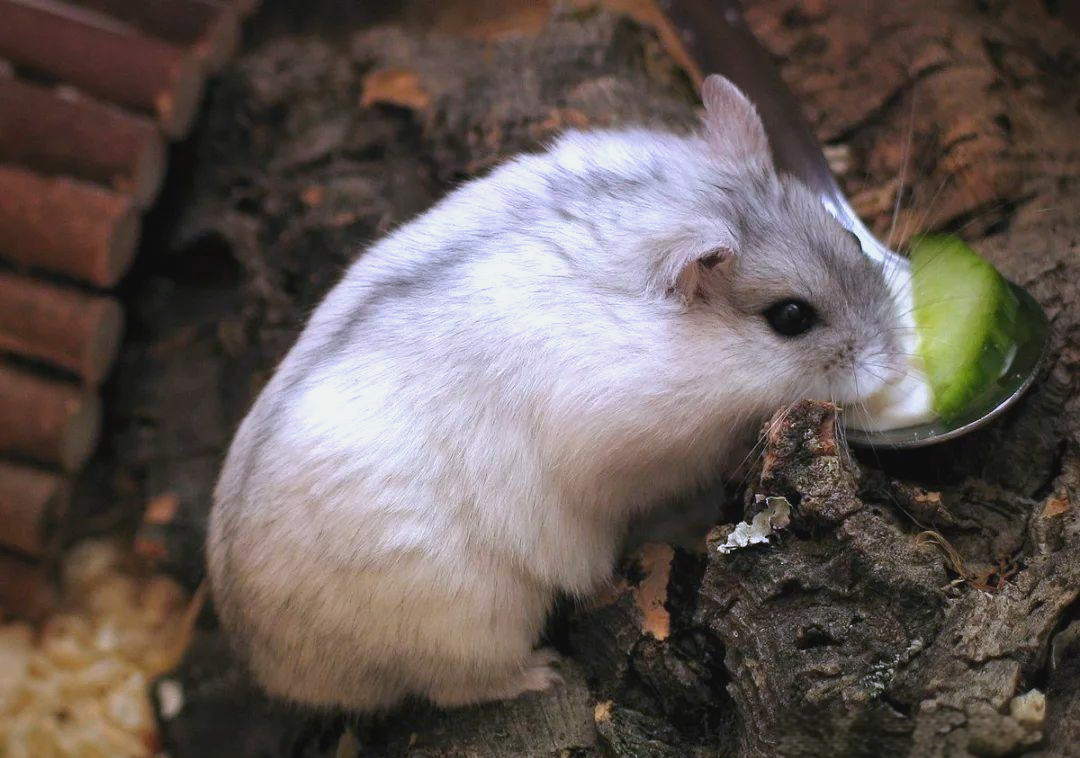 短尾侏儒仓鼠:一种独特且受欢迎的宠物选择