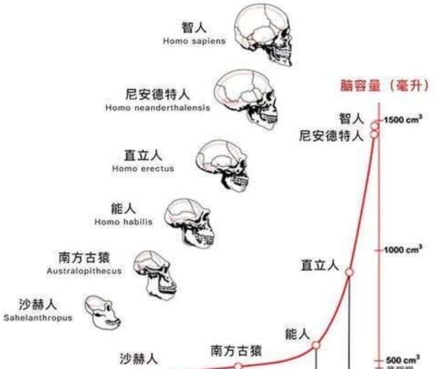 尼安德特人灭绝的原因图片