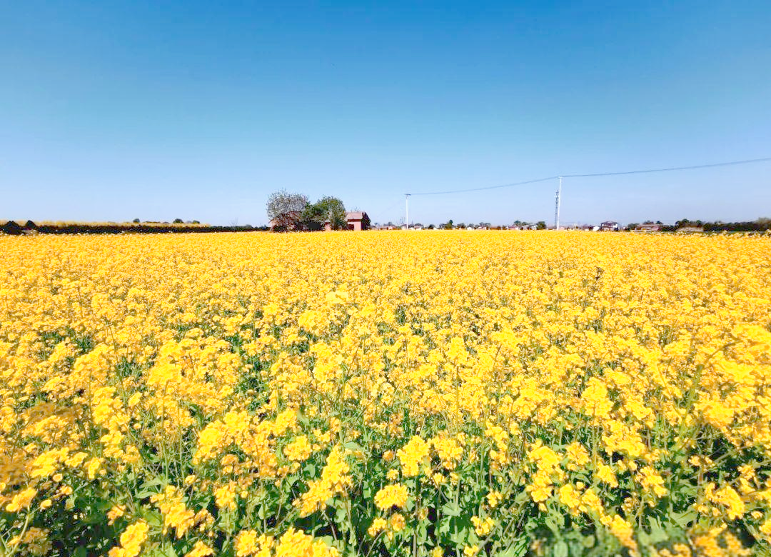 宁县油菜花盛开,金黄花海引领春意盎然