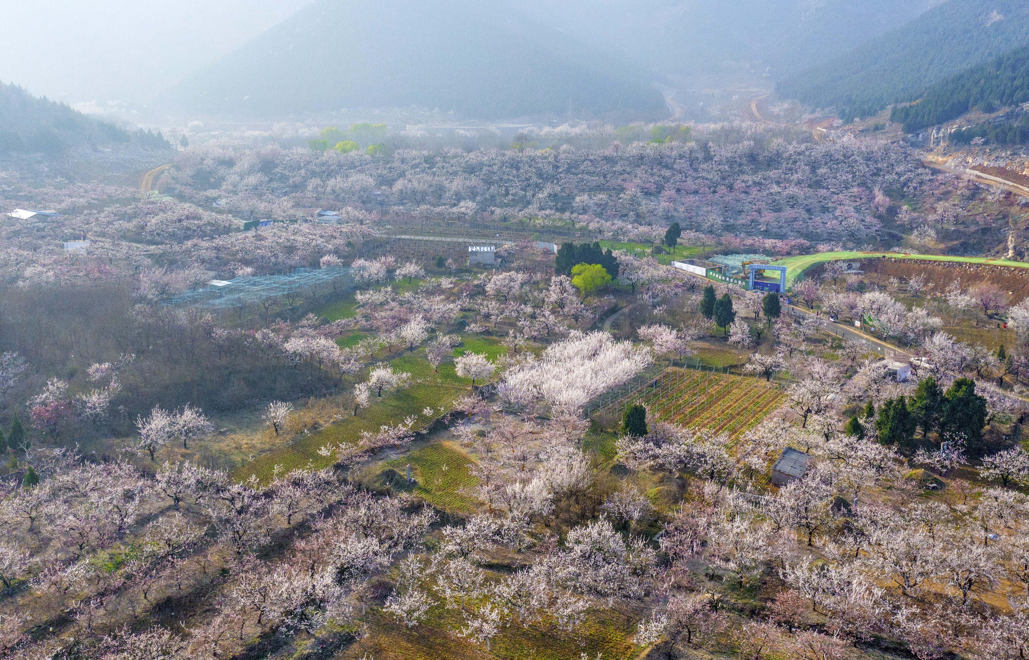 2022淮北杏花节图片