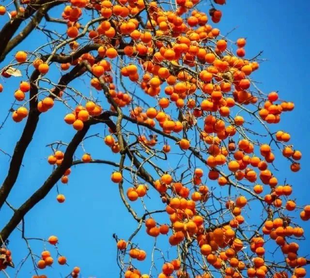 故乡那棵野柿树