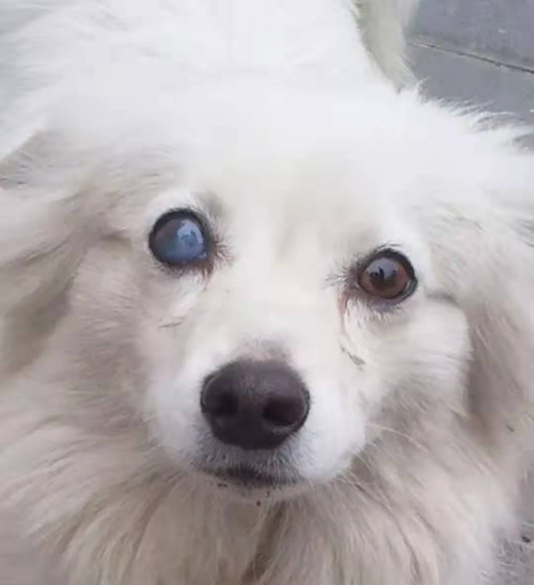 宠主三个月狗狗眼睛变白色?菲尔顿:再不治就要失明了!