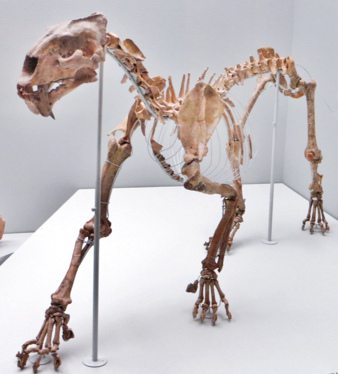 巨颏虎:生存了数百万年的大型猫科动物