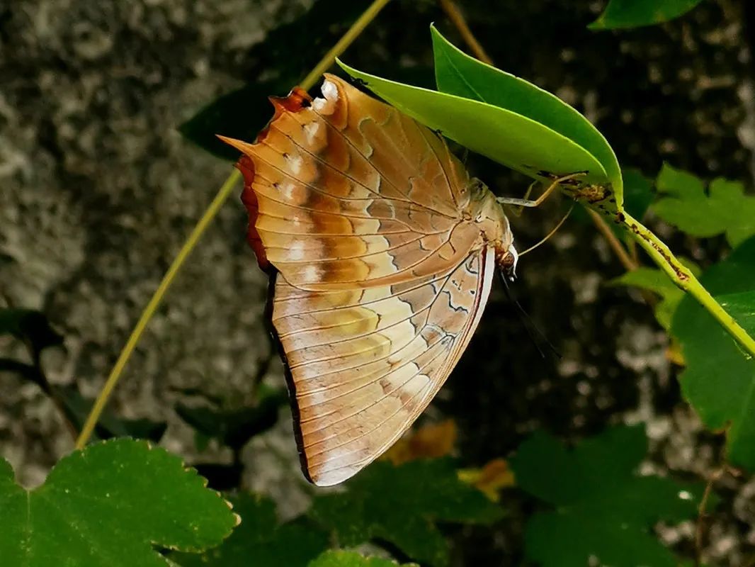 白带螯蛱蝶幼虫图片