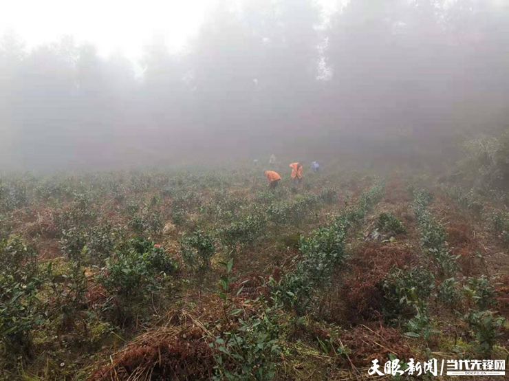 息烽西山镇:茶园管护忙