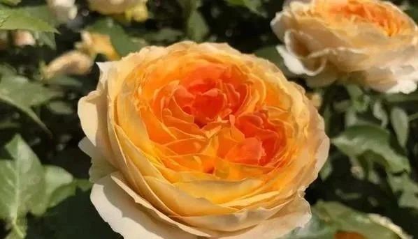 焦糖古董(caramelantike freelander)月季