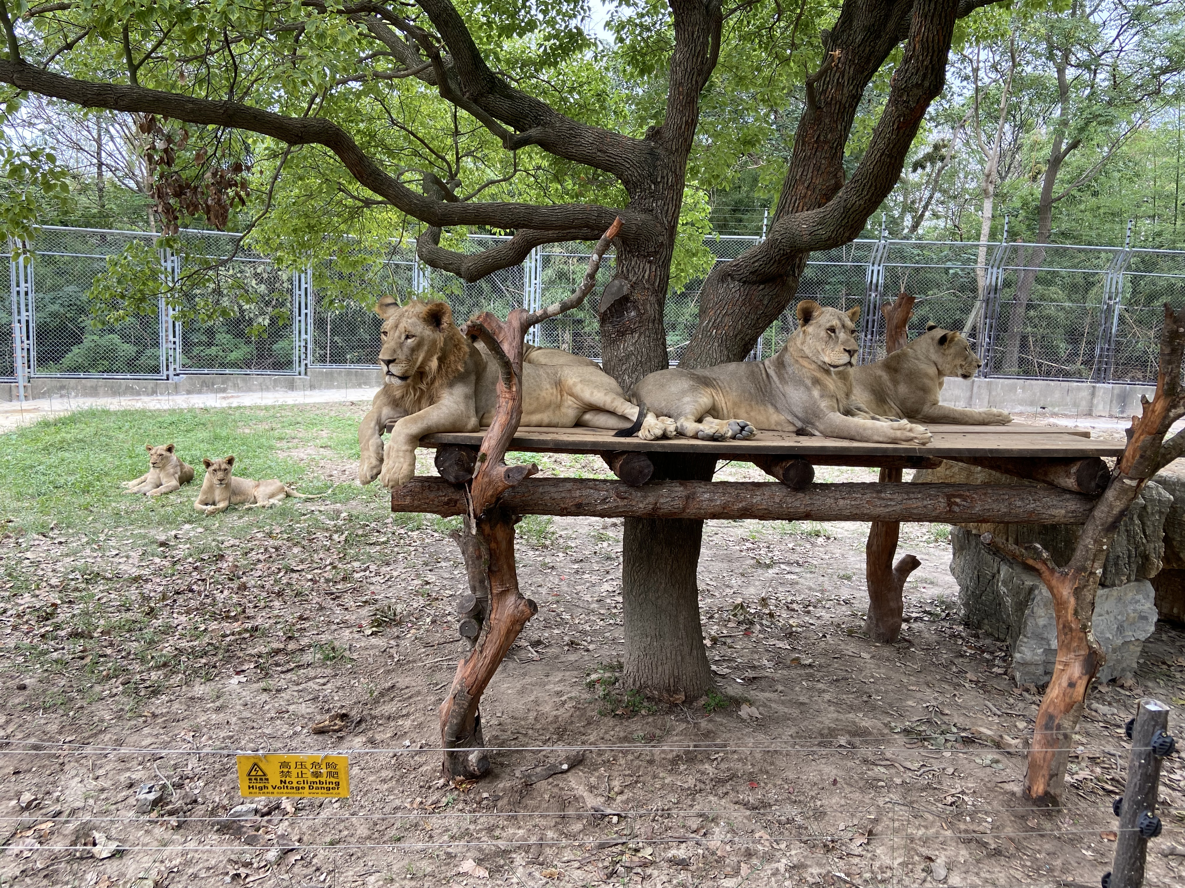 白虎,棕熊,非洲狮……上海野生动物园车入区猛兽回归