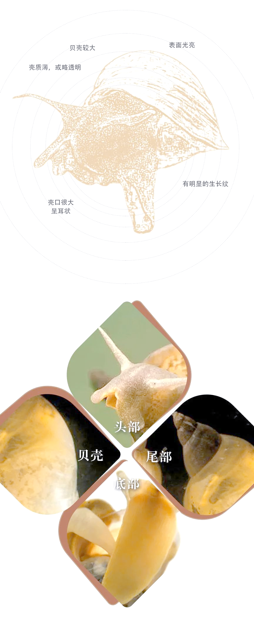 耳萝卜螺:湿地生态中的独特物种