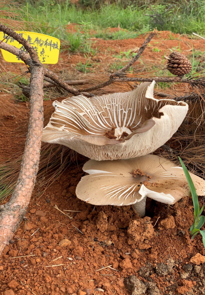 「双创风采」这种"变废为宝"的白蚁鸡枞菌复合养殖技术,既高产又环保!