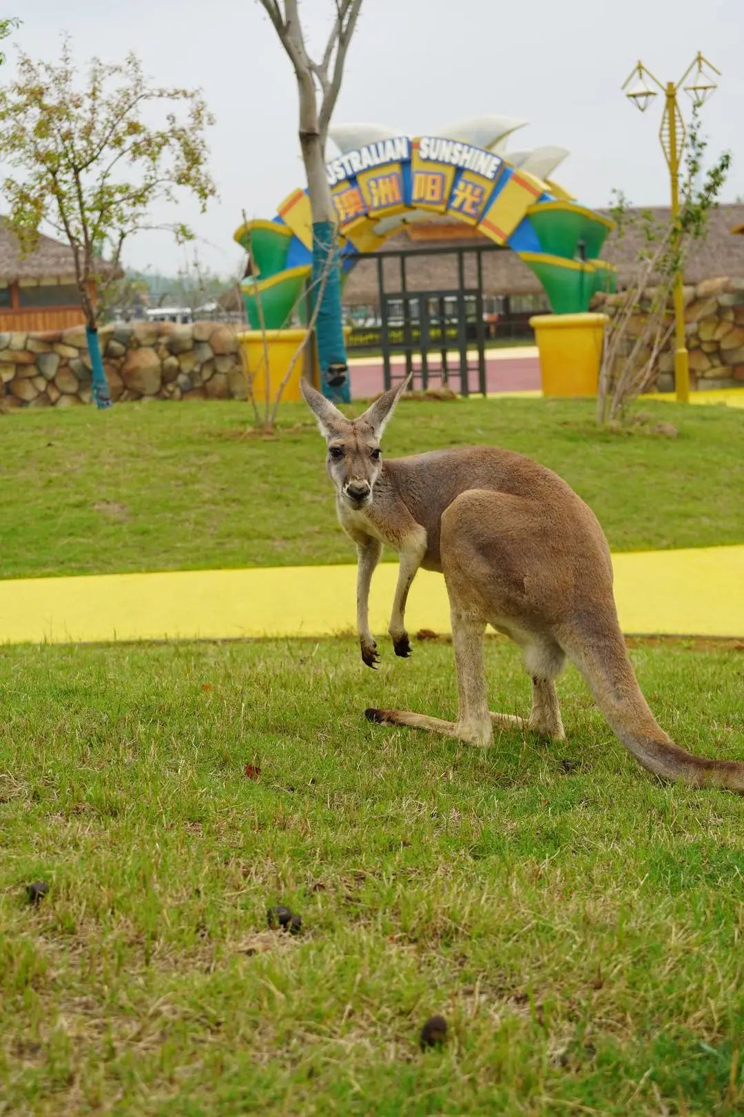 徐州这个野生动物园开园时间定啦!两万多只"萌宠"亮相!