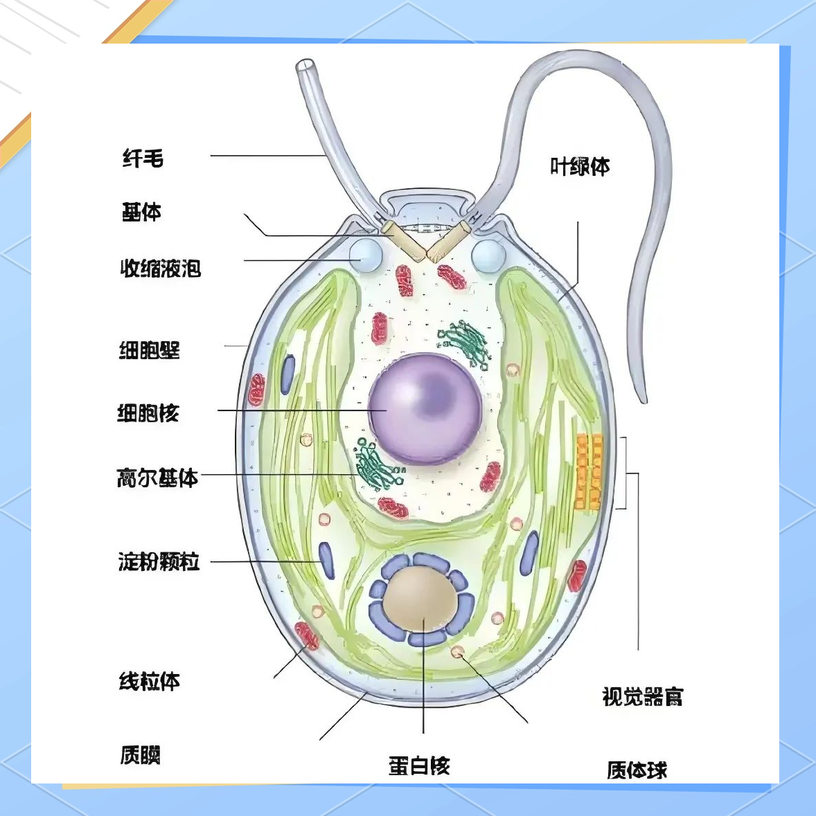 莱茵衣藻:食品行业中的璀璨新星,引领行业迈向新征程