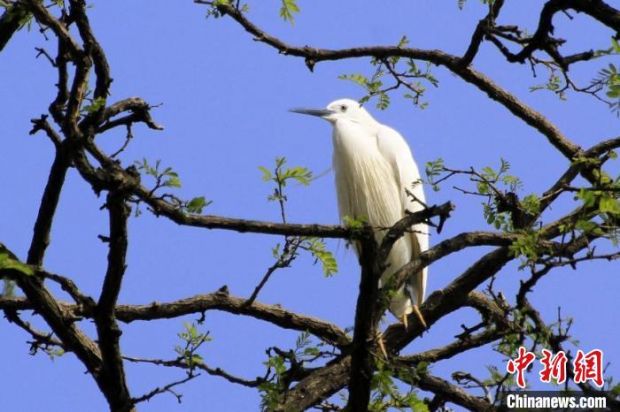 菏泽曹县张康村:与白鹭结"缘" 爱鸟护鸟蔚然成风