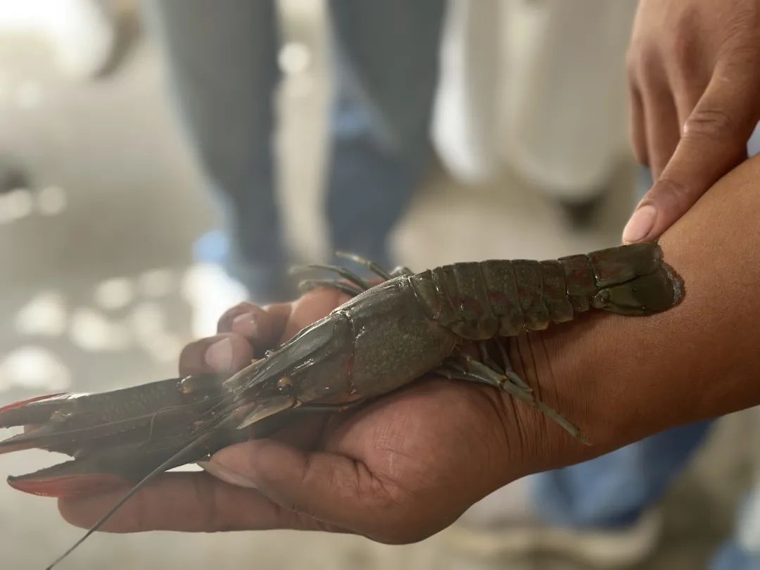 沙漠边缘养龙虾,多"新"鲜啊!