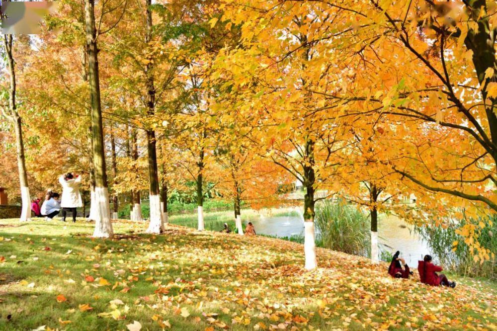 紅楓添彩銅梁人民公園 季節的