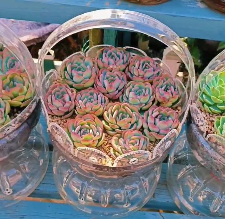 浙江姐姐因"塑料瓶养多肉"火了,一年后,她的小院怎么样了?