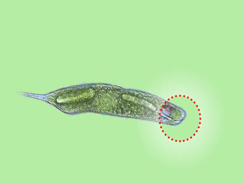 生活在水塘中的"眼虫",究竟是动物还是植物?