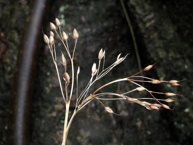 海曙龍觀鄉首次發現成片生長的罕見巖生植物——苦苣苔