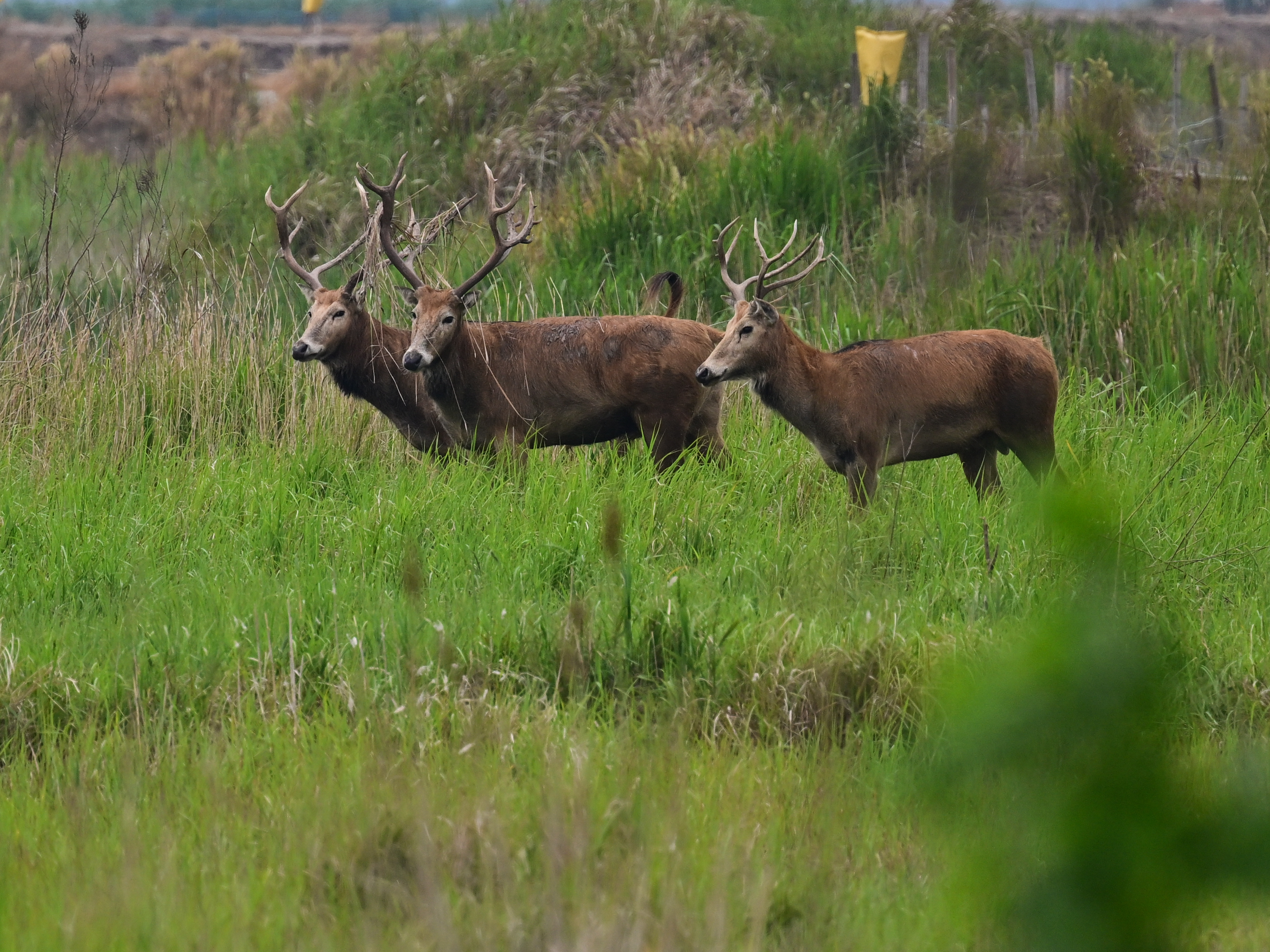 江苏盐城:麋鹿乐园