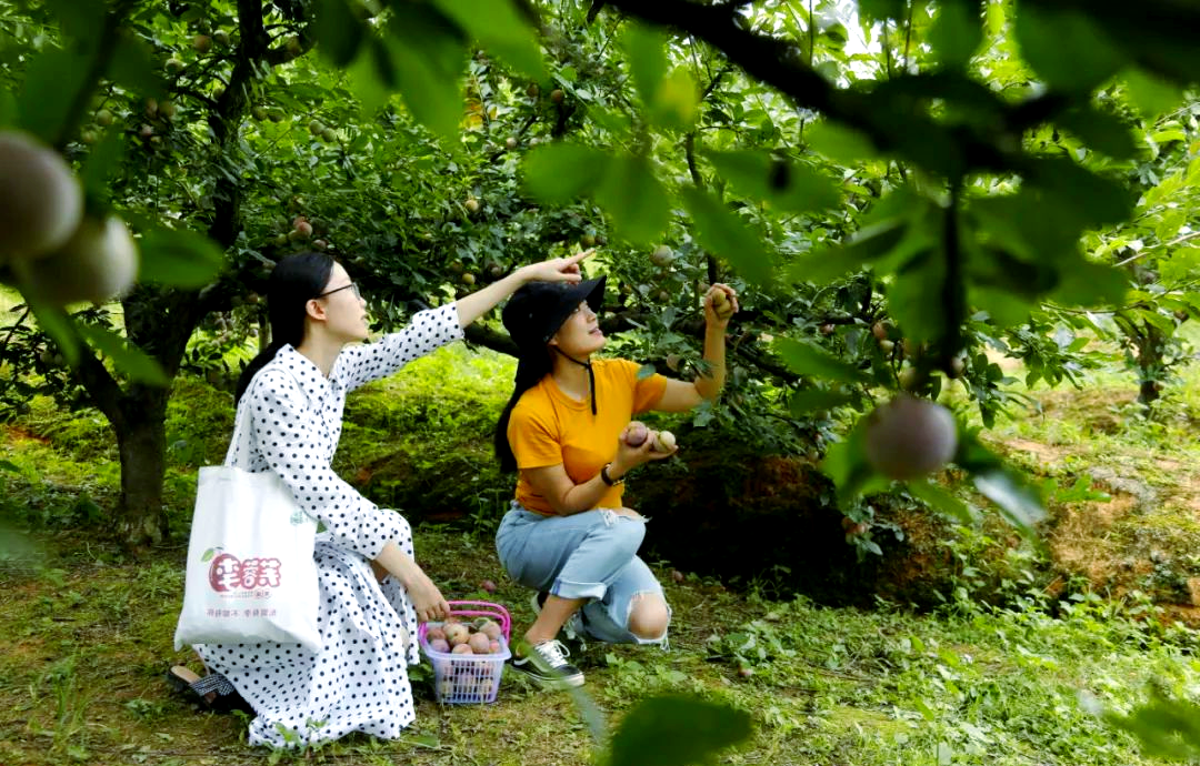 武平芙蓉李分级标准详解,提升品质从果型开始