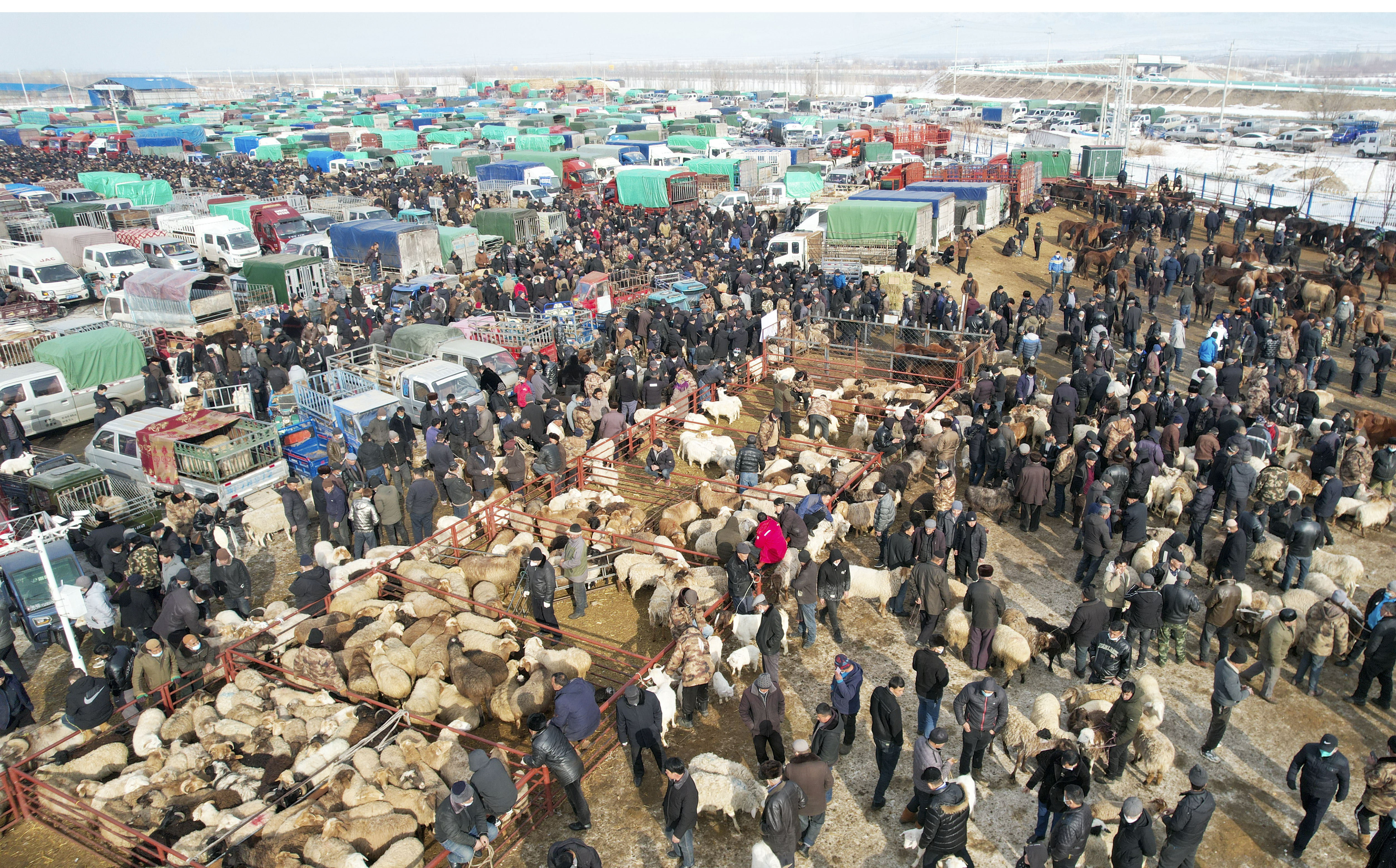 新疆:牛羊市场交易火爆