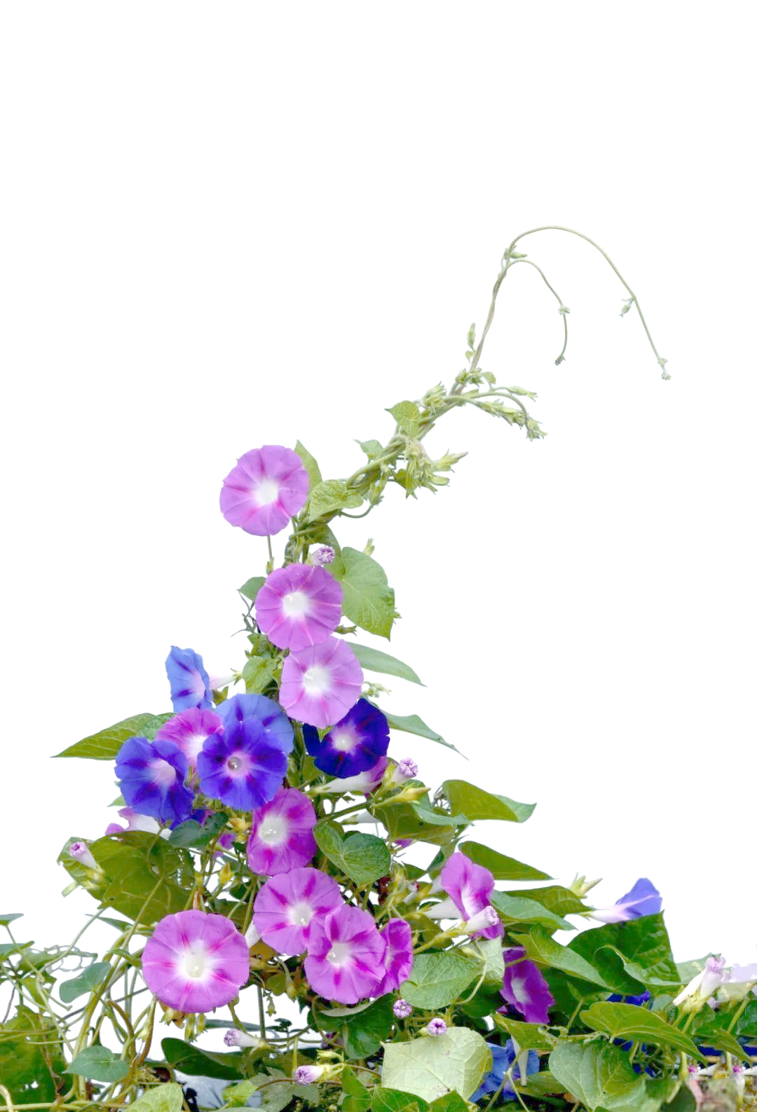 牵牛花:美丽与力量的完美结合