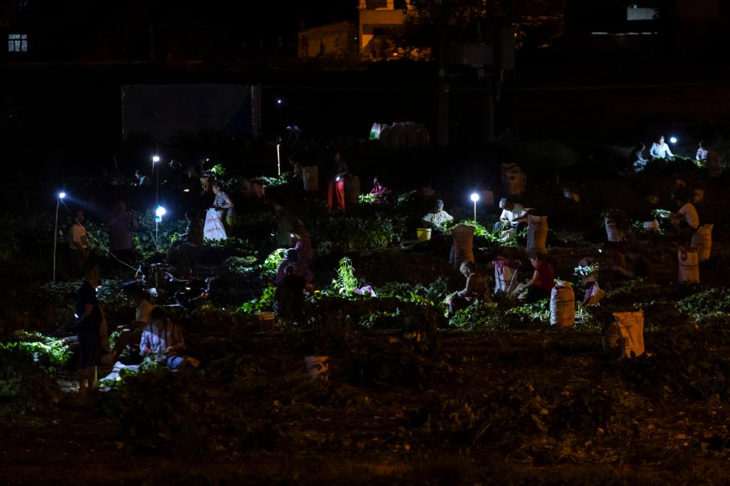 一捧毛豆的不眠夜——四川金堂官仓街道蹲点记