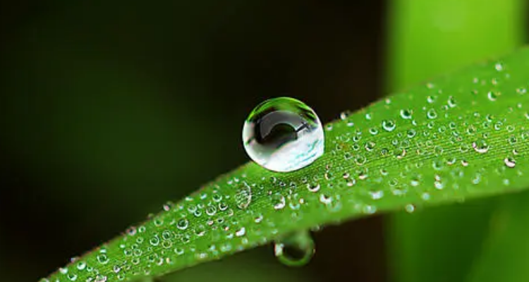 草尖上的露珠是什么